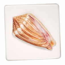 Cone Shell Relief Moulded Hand Painted on Camellia decorative Wall KHP5421T lustre tile 100x100 mm La Belle Original Style