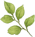May sale green leaf decoration