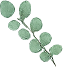 May sale eucalyptus leaf decoration