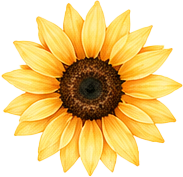 Summer flower decoration